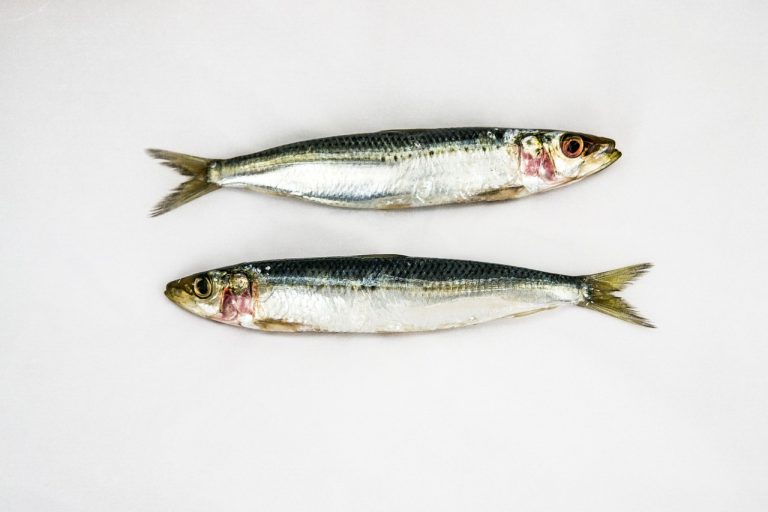 Les Bienfaits Insoupçonnés de la Sardine : Un Trésor à Redécouvrir